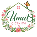 Umut