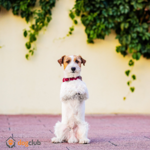 Antalya Dog Club