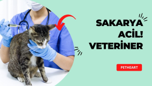 PETHEART ACİL VETERİNER KLİNİĞİ 